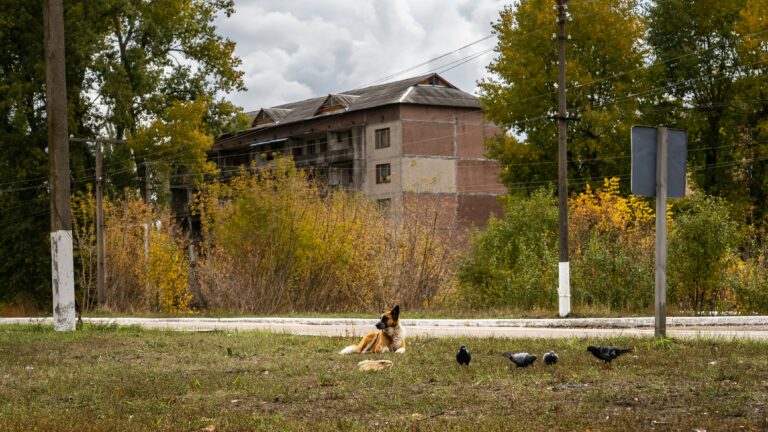 Lire la suite à propos de l’article Les chiens de Tchernobyl : La vie au milieu des ruines