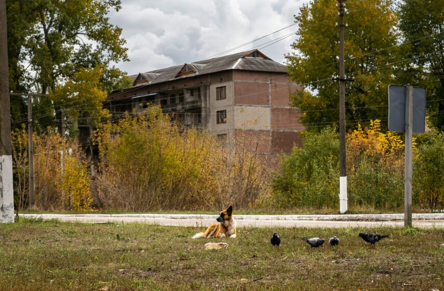 Les chiens de Tchernobyl : La vie au milieu des ruines